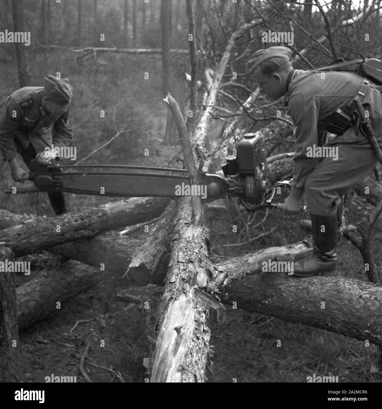 Original-Bildunterschrift: Zerlegen eines Baumstammes mit der Kraftsäge, Deutschland 1940er Jahre. Cutting a trunk with a chainsaw, Germany 1940s. Stock Photo