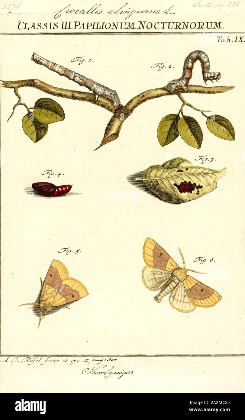 Crocallis, Print, Crocallis is a genus of moths in the family Geometridae erected by Georg Friedrich Treitschke in 1825 Stock Photo