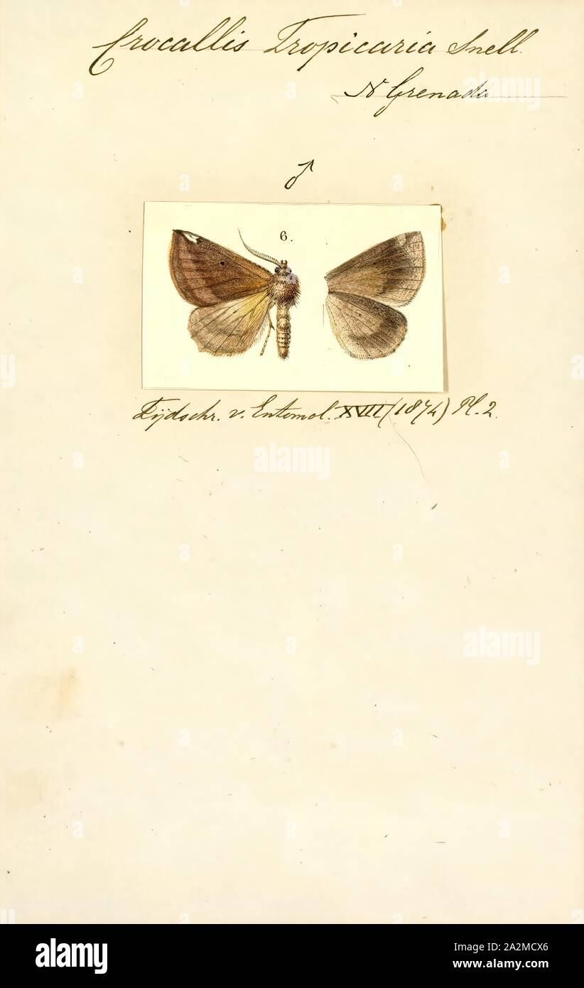 Crocallis, Print, Crocallis is a genus of moths in the family Geometridae erected by Georg Friedrich Treitschke in 1825 Stock Photo