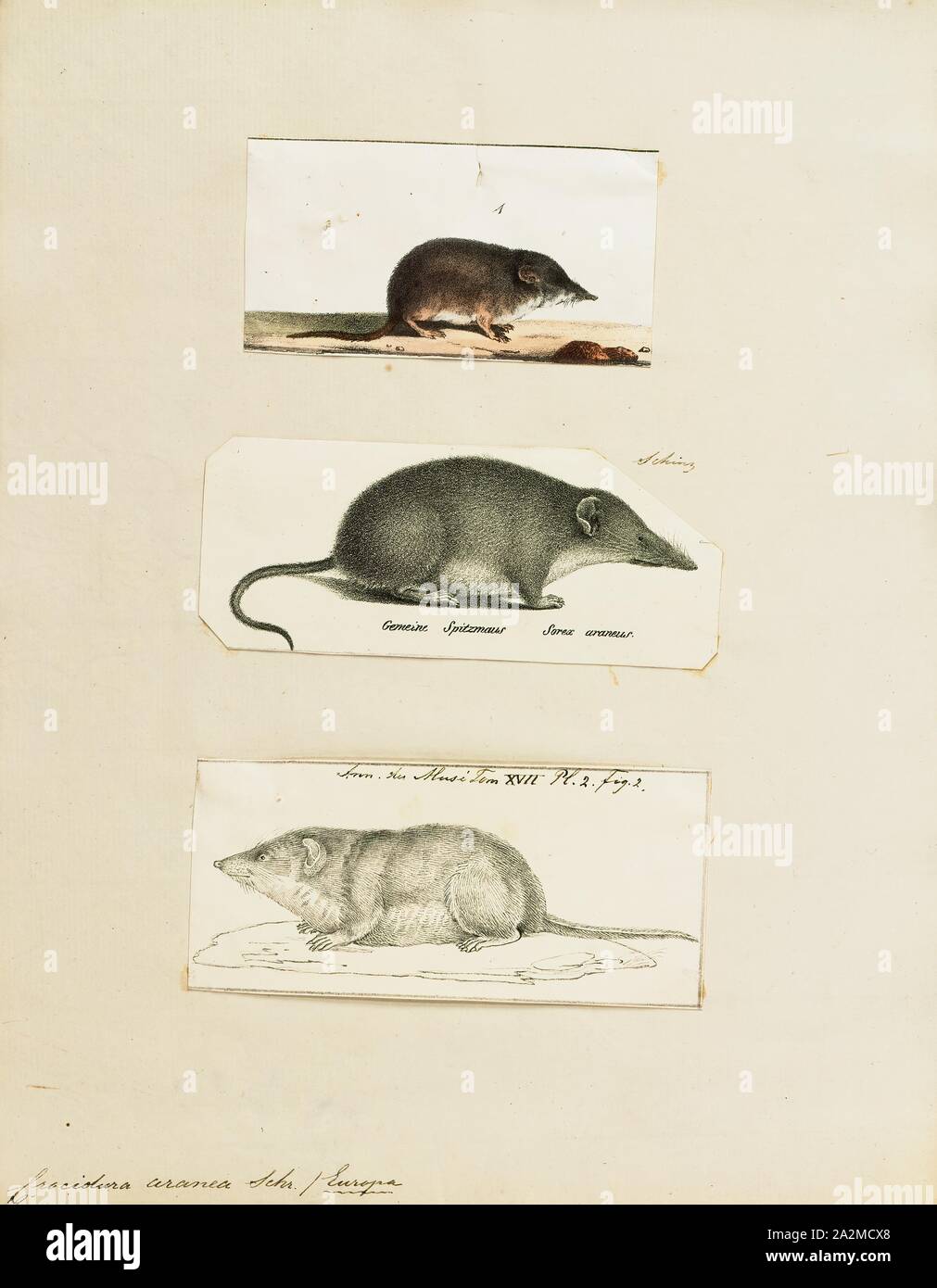 Musk Shrew High Resolution Stock Photography And Images Alamy