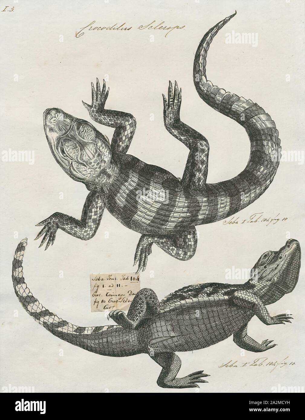 Crocodilus sclerops, Print, The spectacled caiman (Caiman crocodilus), also known as the white caiman, common caiman, and speckled caiman, is a crocodilian in the family Alligatoridae. It is brownish-, greenish-, or yellowish-gray colored and has a spectacle-like ridge between its eyes, which is where its common name come from. It grows to a length of 1.4–2.5 metres (4.6–8.2 ft) and a weight of 7–40 kilograms (15–88 lb), with males being both longer and heavier than females. Its diet varies seasonally, commonly consisting of crabs, fish, mammals, and snails. Breeding occurs from May to August Stock Photo