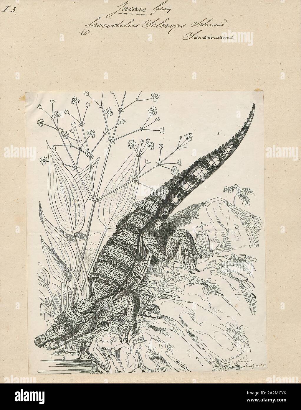 Crocodilus sclerops, Print, The spectacled caiman (Caiman crocodilus), also known as the white caiman, common caiman, and speckled caiman, is a crocodilian in the family Alligatoridae. It is brownish-, greenish-, or yellowish-gray colored and has a spectacle-like ridge between its eyes, which is where its common name come from. It grows to a length of 1.4–2.5 metres (4.6–8.2 ft) and a weight of 7–40 kilograms (15–88 lb), with males being both longer and heavier than females. Its diet varies seasonally, commonly consisting of crabs, fish, mammals, and snails. Breeding occurs from May to August Stock Photo