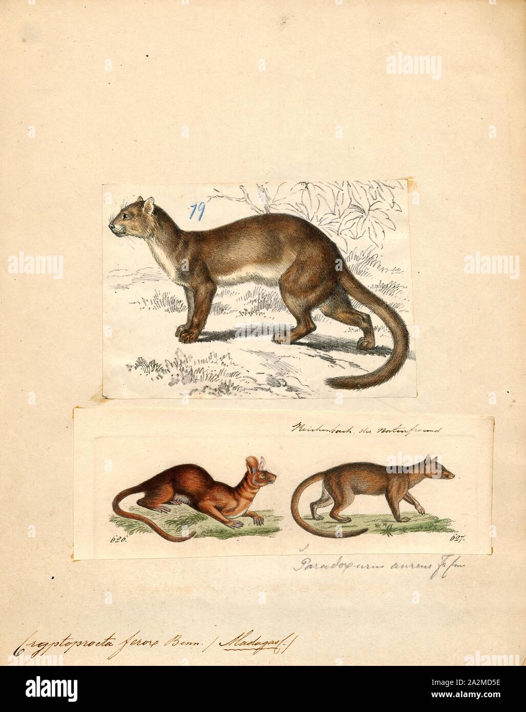 Cryptoprocta ferox, Print, The fossa is a cat-like, carnivorous mammal endemic to Madagascar. It is a member of the Eupleridae, a family of carnivorans closely related to the mongoose family (Herpestidae). Its classification has been controversial because its physical traits resemble those of cats, yet other traits suggest a close relationship with viverrids (most civets and their relatives). Its classification, along with that of the other Malagasy carnivores, influenced hypotheses about how many times mammalian carnivores have colonized Madagascar. With genetic studies demonstrating that the Stock Photo