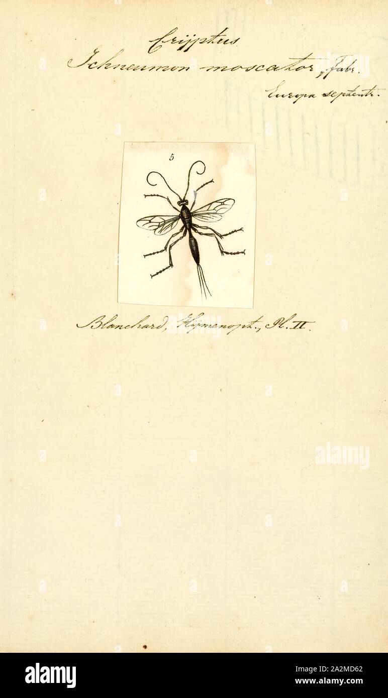 Cryptus, Print, Cryptus is a large genus of wasps in the family ...