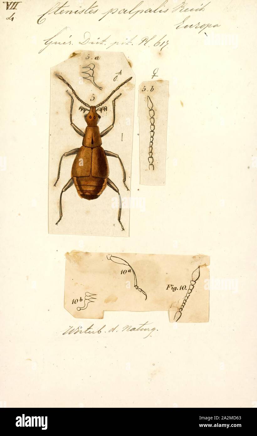Ctenistes, Print, Pselaphinae are a subfamily of beetles in the family Staphylinidae, the rove beetles. The group was originally regarded as a separate family named Pselaphidae. Newton and Thayer (1995) placed them in the Omaliine group of the family Staphylinidae based on shared morphological characters Stock Photo