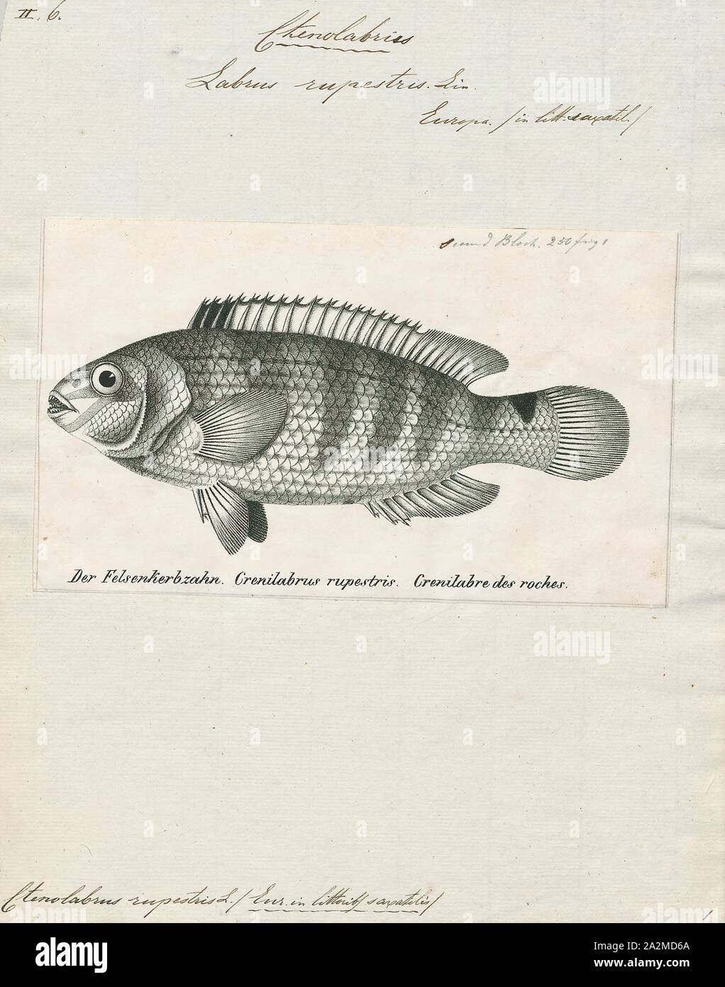 Ctenolabrus rupestris, Print, The goldsinny wrasse (Ctenolabrus rupestris) is a species of wrasse native to the eastern Atlantic Ocean, the Mediterranean Sea, and the Black Sea where they inhabit weedy, rocky reefs at depths from 1 to 50 m (3.3 to 164.0 ft), though rarely below 20 m (66 ft). This species is the only known member of its genus., 1809-1845 Stock Photo