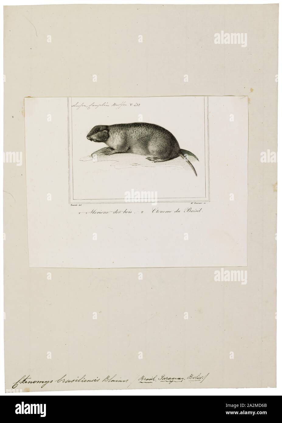 Ctenomys brasiliensis, Print, The Brazilian tuco-tuco (Ctenomys brasiliensis) is a tuco-tuco species from South America. It is found mainly in the state of Minas Gerais in southeastern Brazil, though Charles Darwin mentions it during his trip through present-day Uruguay., 1700-1880 Stock Photo
