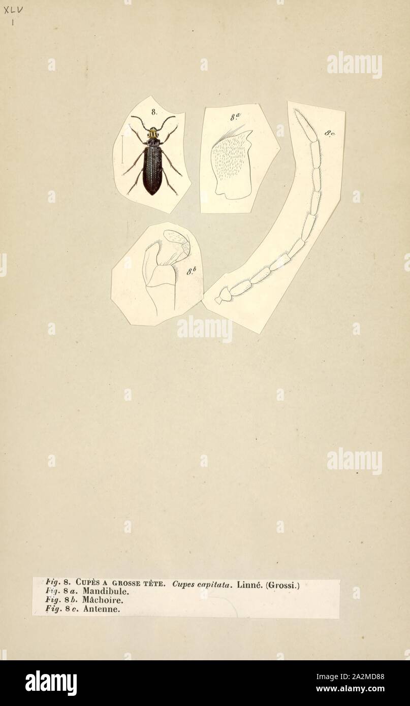 Cupes, Print, Cupes is a genus of beetles in the family Cupedidae. The ...