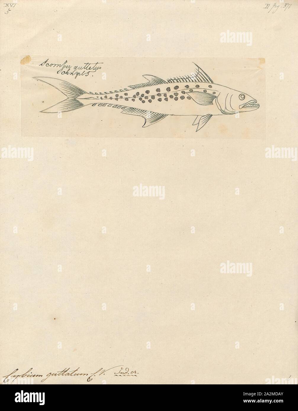 Cybium guttatum, Print, 1700-1880 Stock Photo