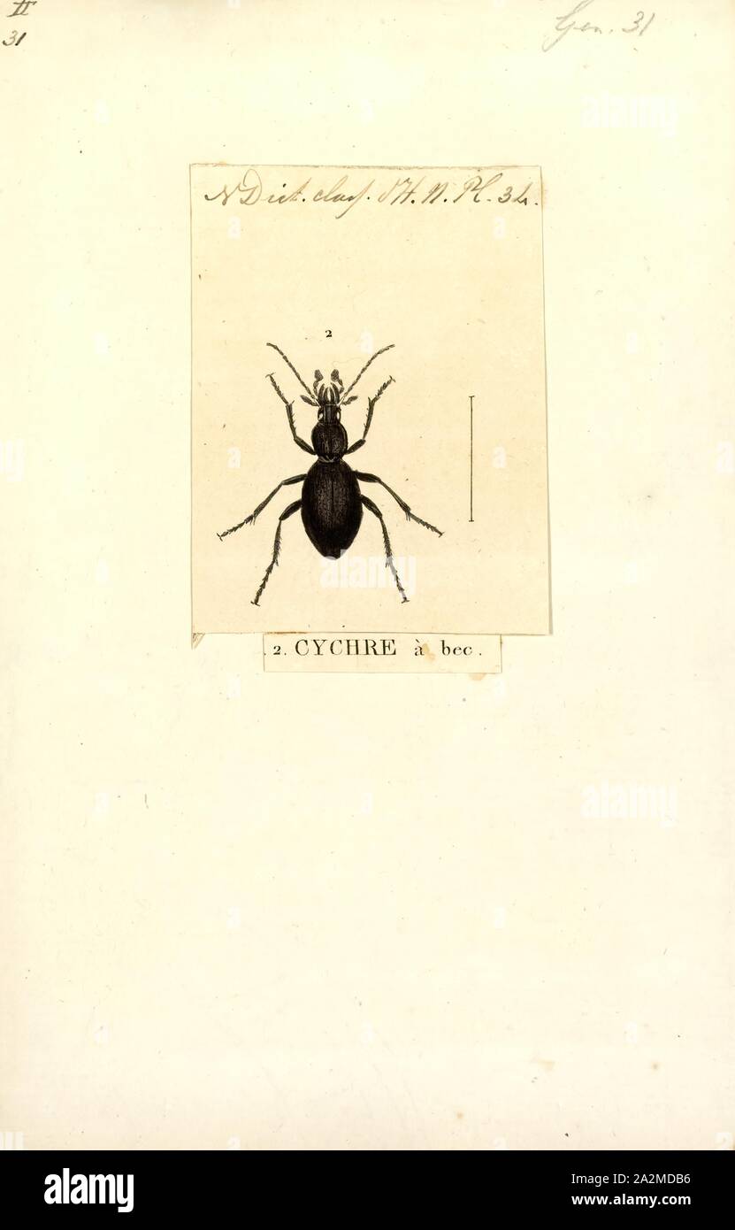 Cychrus, Print, Cychrus is a genus of beetles in the ground beetle family, Carabidae, and includes the following species Stock Photo