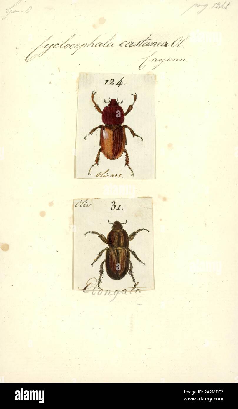 Cyclocephala, Print, Cyclocephala is a genus of scarab beetles from the subfamily Dynastinae (Coleoptera, Scarabaeidae). Beetles of this genus occur from southeastern Canada to Argentina and the West Indies Stock Photo