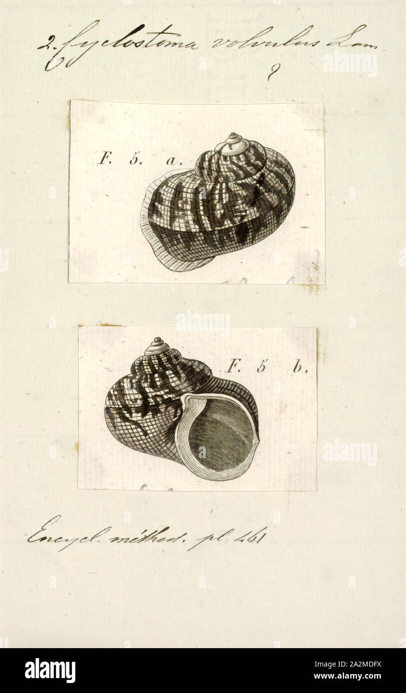 Cyclostoma volvulus, Print, Cyclostoma is an obsolete genus name of operculate snails with