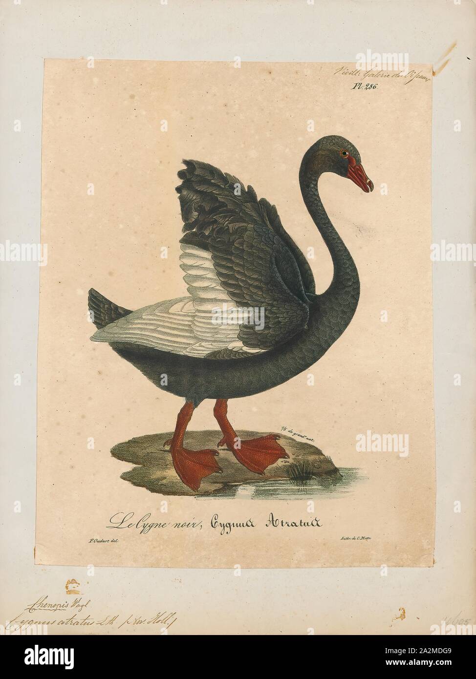 Cygnus atratus, Print, The black swan (Cygnus atratus) is large waterbird, a species of swan which mainly in the southeast and southwest regions of Australia. Within Australia they are nomadic,