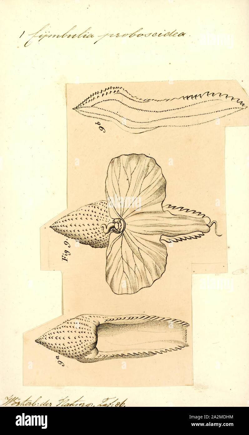 Cymbulia proboscidea, Print Stock Photo