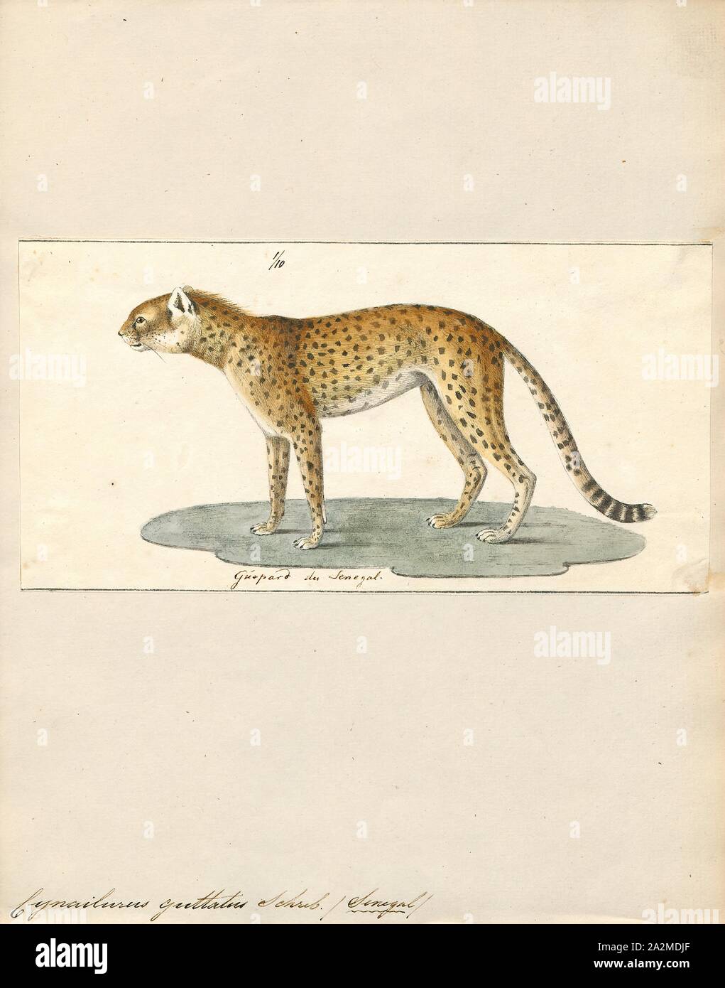 Northeast African Cheetah Ornament by Arterra Picture Library - Pixels