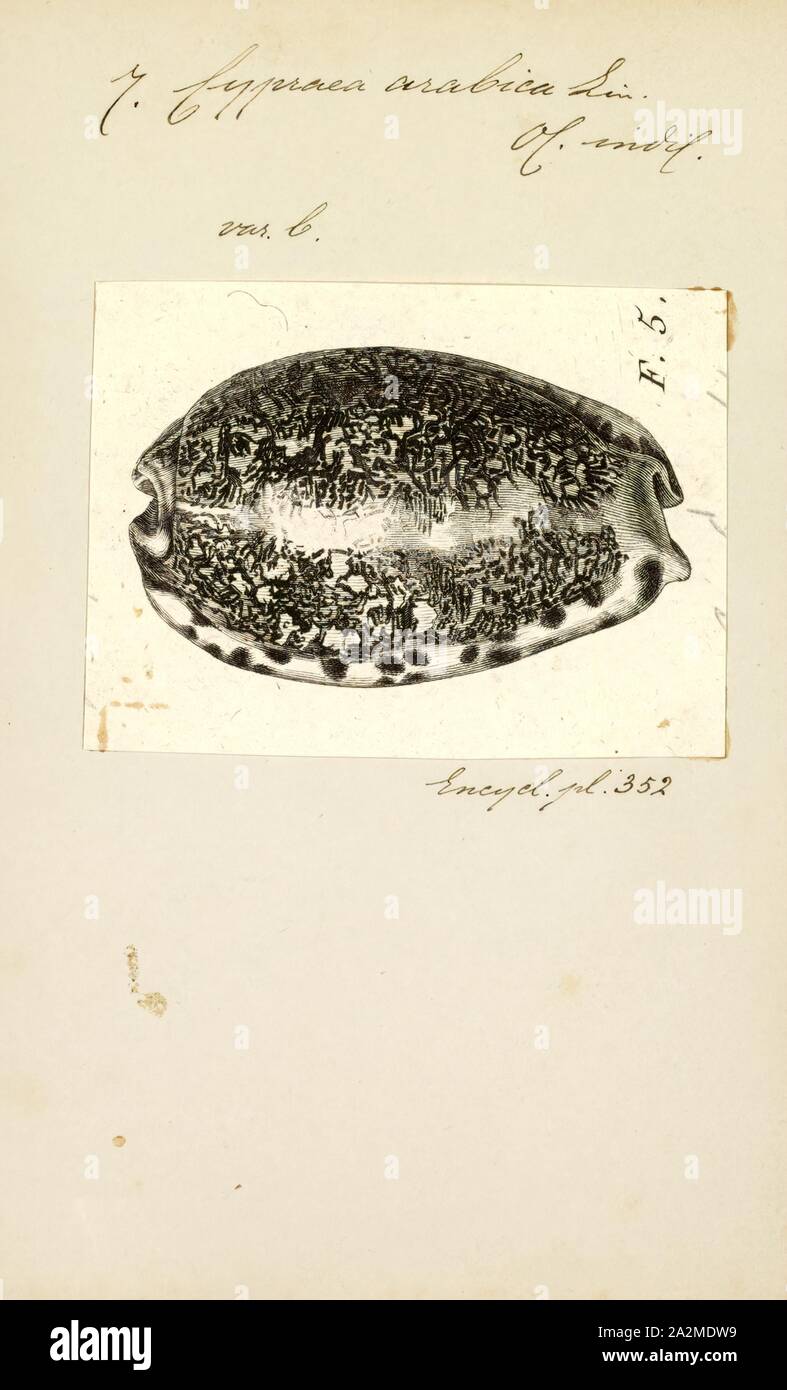 Cypraea arabica, Print, Mauritia arabica, common name the Arabian cowry, is a species of cowry, a sea snail, a marine gastropod mollusk in the family Cypraeidae, the cowries Stock Photo
