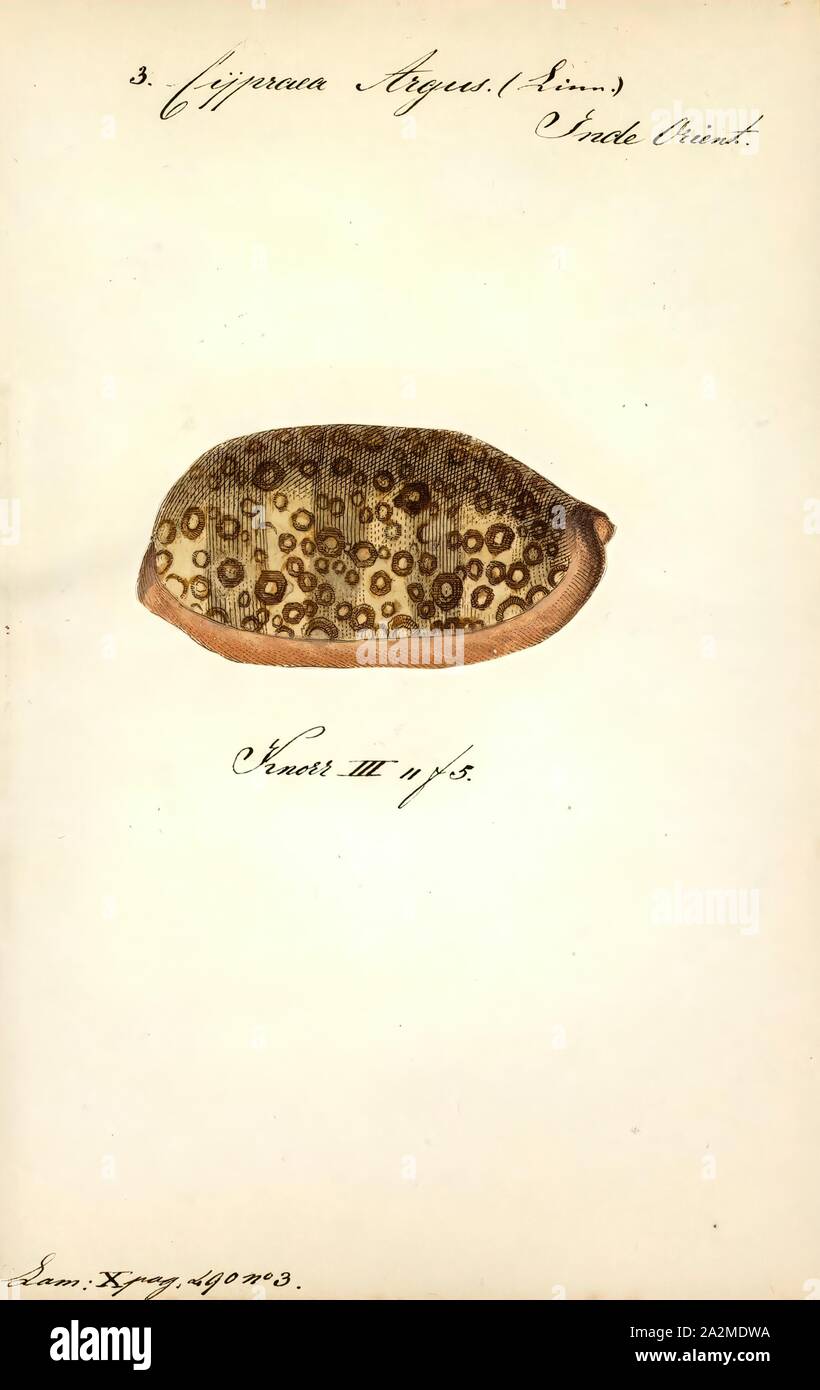 Cypraea argus, Print, Arestorides argus, commonly called the eyed cowrie, is a species of sea snail, a cowry, a marine gastropod mollusk in the family Cypraeidae, the cowries Stock Photo