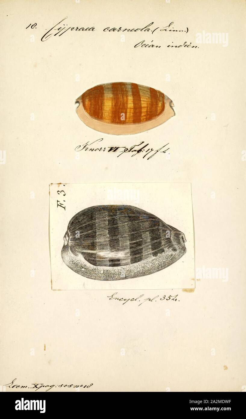 Cypraea carneola, Print, Lyncina carneola, common name the carnelian cowrie, is a species of sea snail, a cowry, a marine gastropod mollusk in the family Cypraeidae, the cowries Stock Photo