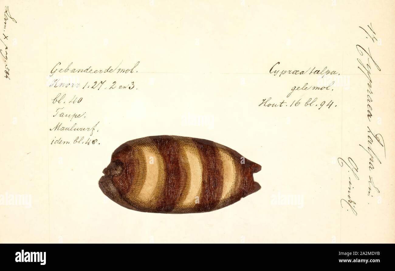 Cypraea talpa, Print, Talparia talpa, common name the mole cowry or chocolate banded cowry, is a species of sea snail, a cowry, a marine gastropod mollusk in the family Cypraeidae, the cowries Stock Photo