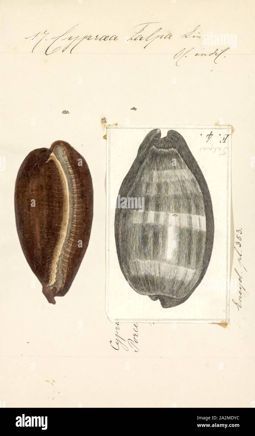 Cypraea talpa, Print, Talparia talpa, common name the mole cowry or chocolate banded cowry, is a species of sea snail, a cowry, a marine gastropod mollusk in the family Cypraeidae, the cowries Stock Photo