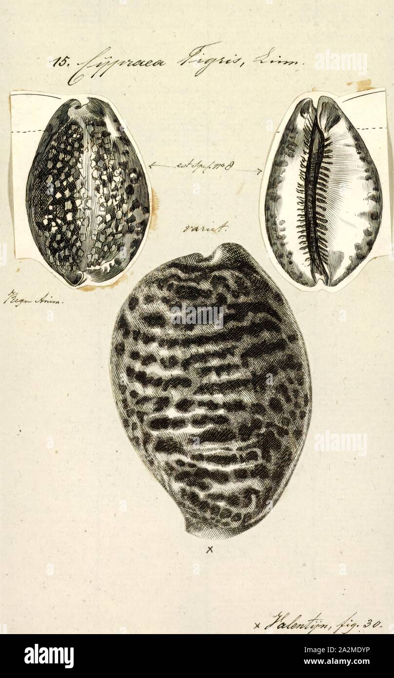Cypraea tigris, Print, Cypraea tigris, commonly known as the tiger cowrie, is a species of cowry, a large sea snail, a marine gastropod mollusk in the family Cypraeidae, the cowries Stock Photo