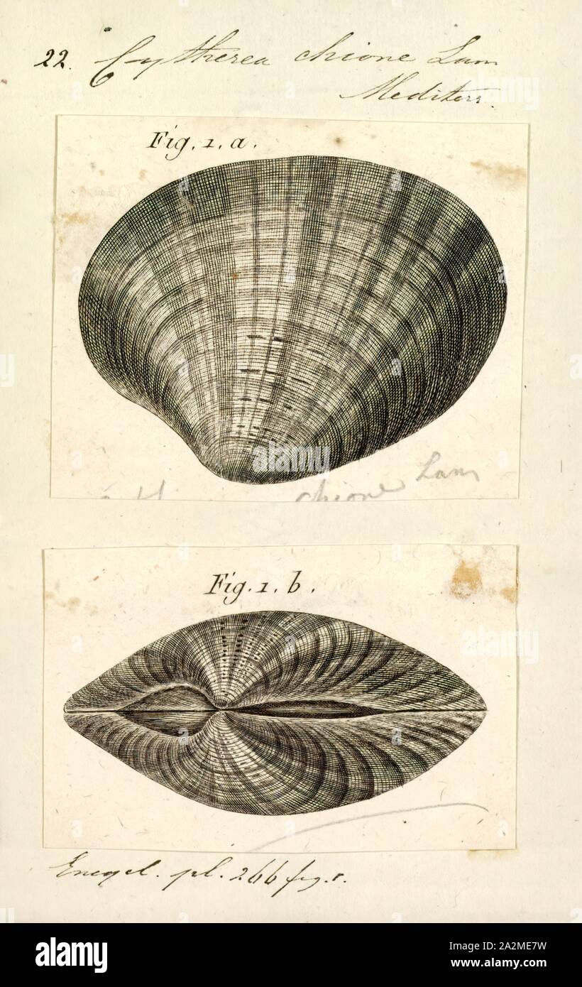Cytherea chione, Print, Callista chione, the smooth clam, is a rather large, temperate, marine, bivalve mollusc that inhabits sandy bottoms or with small pebbles in clean waters down to about 200 m from the British Isles to the Mediterranean. The shell can reach up to about 110 mm Ø, its outer side is smooth and ranges from light greenish creamy colour to medium brown, probably varies to match the background; the interior is white to soft pink. The concentric and radial growth lines are easily seen. Callista chione is edible, different dishes are prepared throughout the Mediterranean in Spain Stock Photo