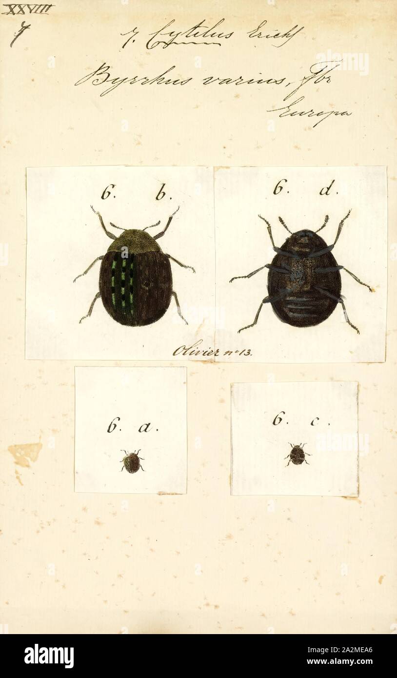 Cytilus, Print, Cytilus is a genus of pill beetles in the family Byrrhidae. There are about five described species in Cytilus Stock Photo