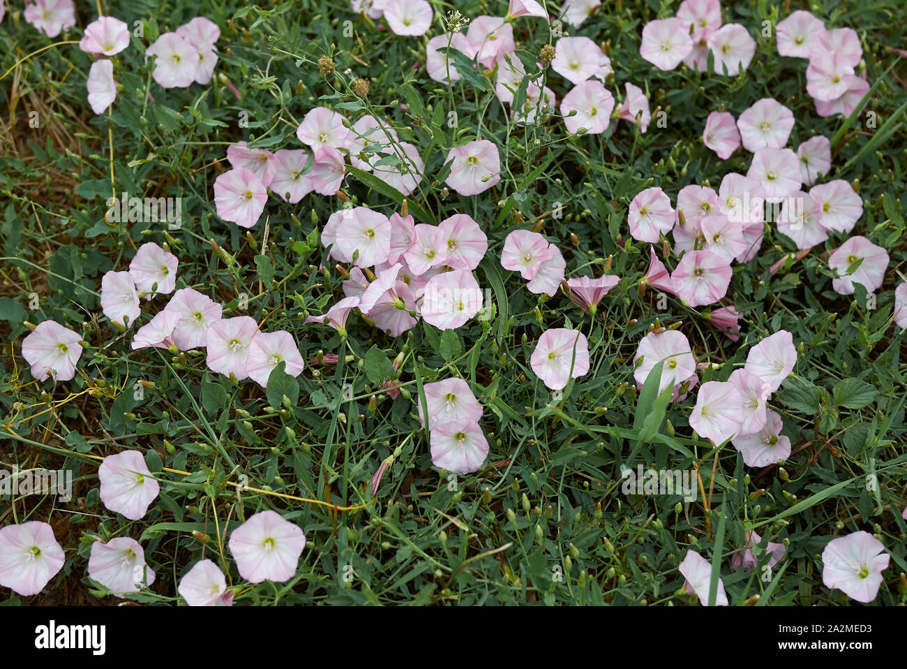 Convolvulus arvensis whith pink and white flowers Stock Photo