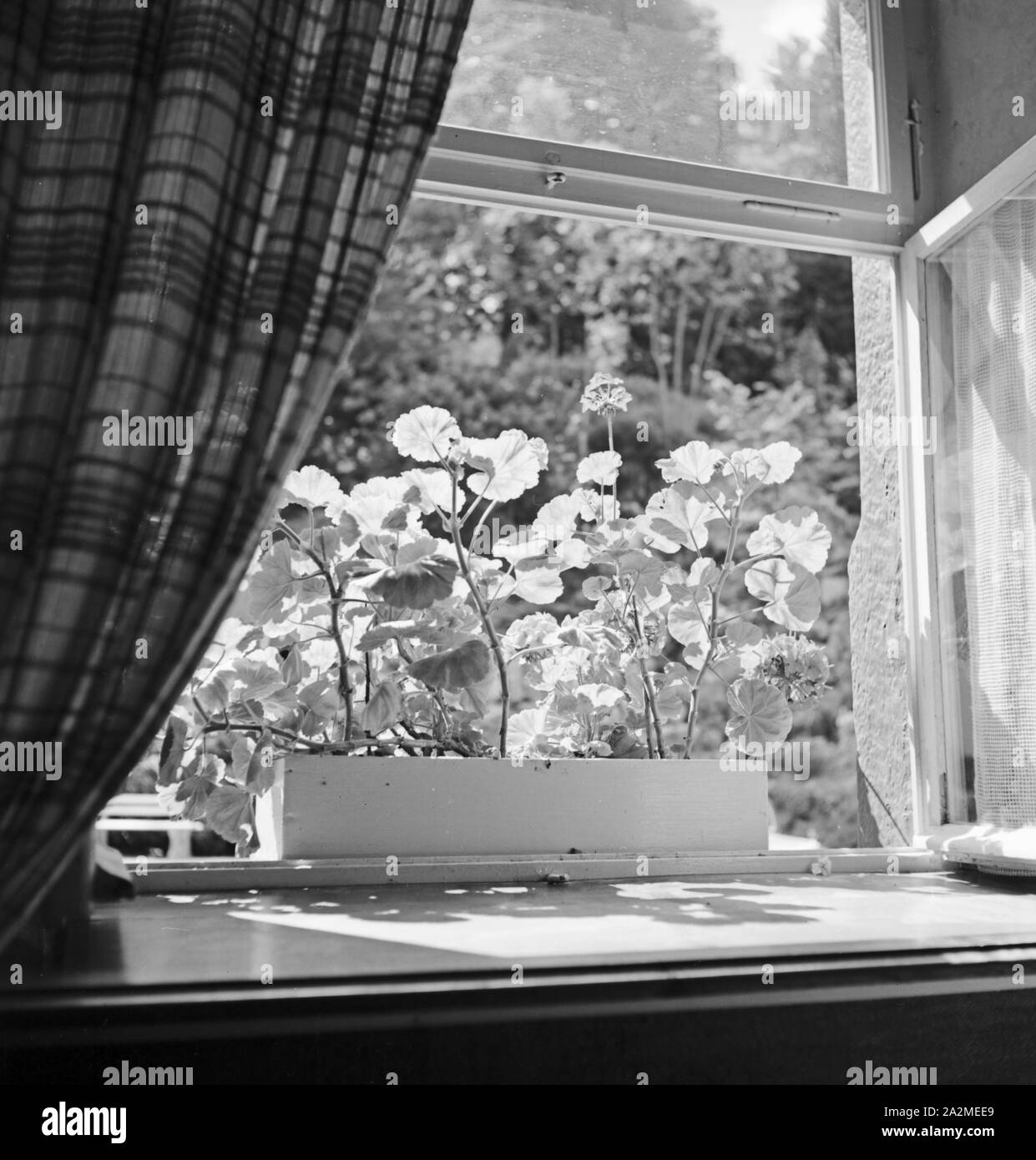 Blumen in der Morgensonne auf dem Fensterbrett, Deutschland 1930er Jahre. Flowers in the moroning sun at the window sill, Germany 1930s. Stock Photo