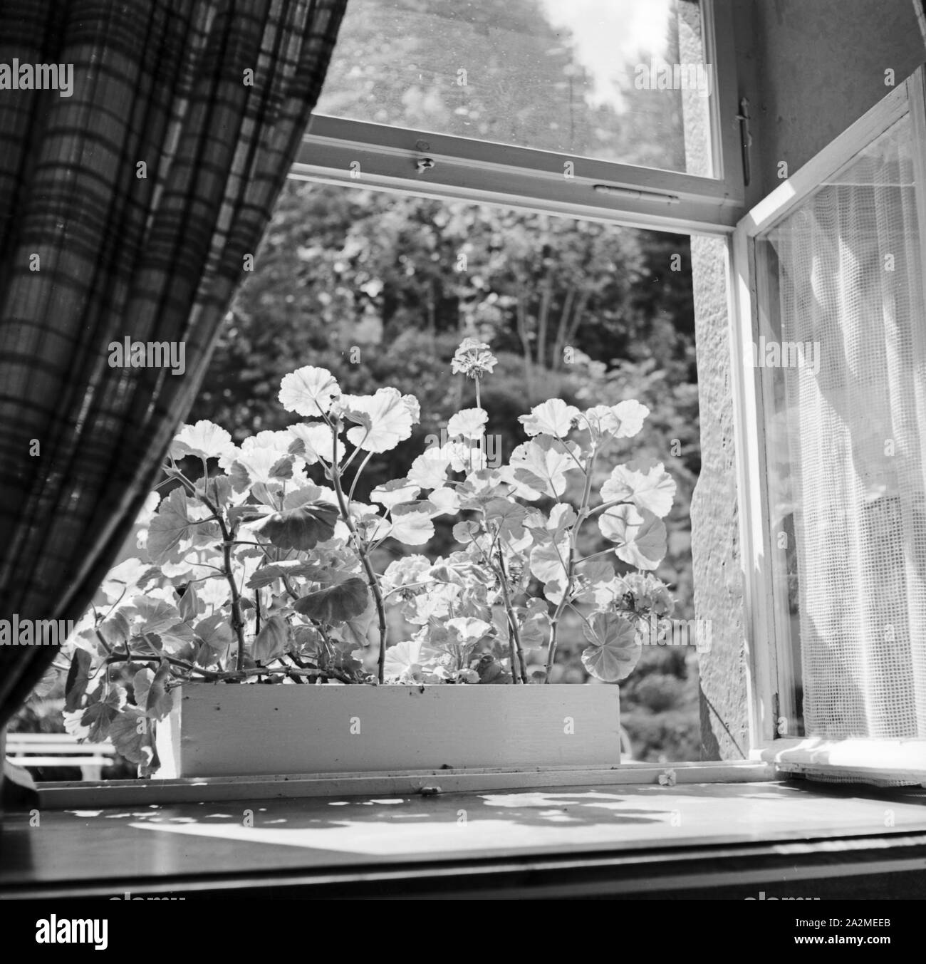 Blumen in der Morgensonne auf dem Fensterbrett, Deutschland 1930er Jahre. Flowers in the moroning sun at the window sill, Germany 1930s. Stock Photo