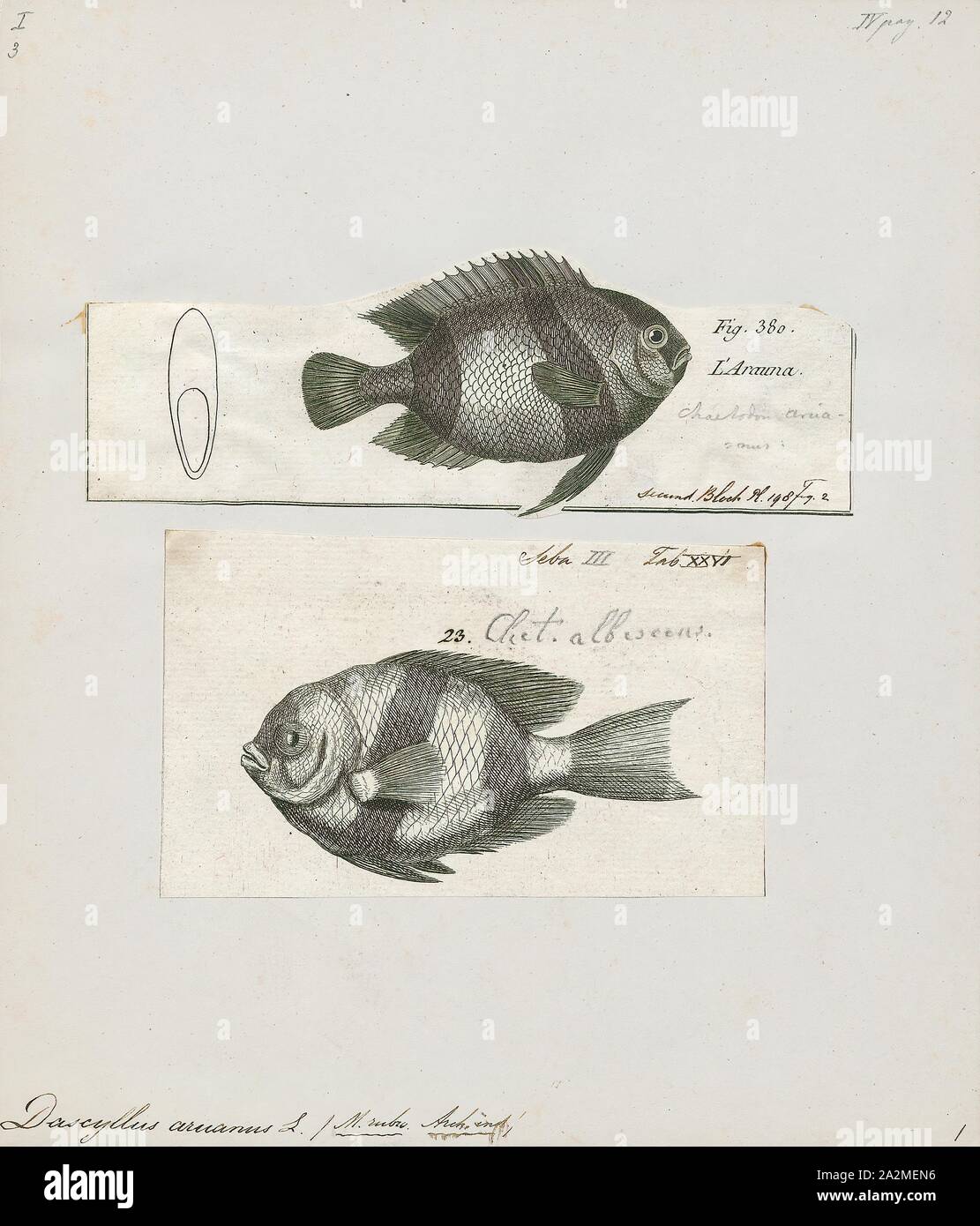 Dascyllus aruanus, Print, Dascyllus aruanus, known commonly as the whitetail dascyllus or humbug damselfish among other vernacular names, is a species of marine fish in the family Pomacentridae., 1700-1880 Stock Photo