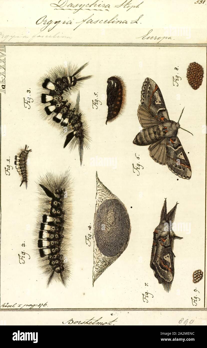 Dasychira, Print, Dasychira is a genus of tussock moths in the family Erebidae described by Jacob Hübner in 1809. They are well distributed all over Africa, Europe, Madagascar, Japan, China, India, Sri Lanka, Myanmar, Java and Australia Stock Photo