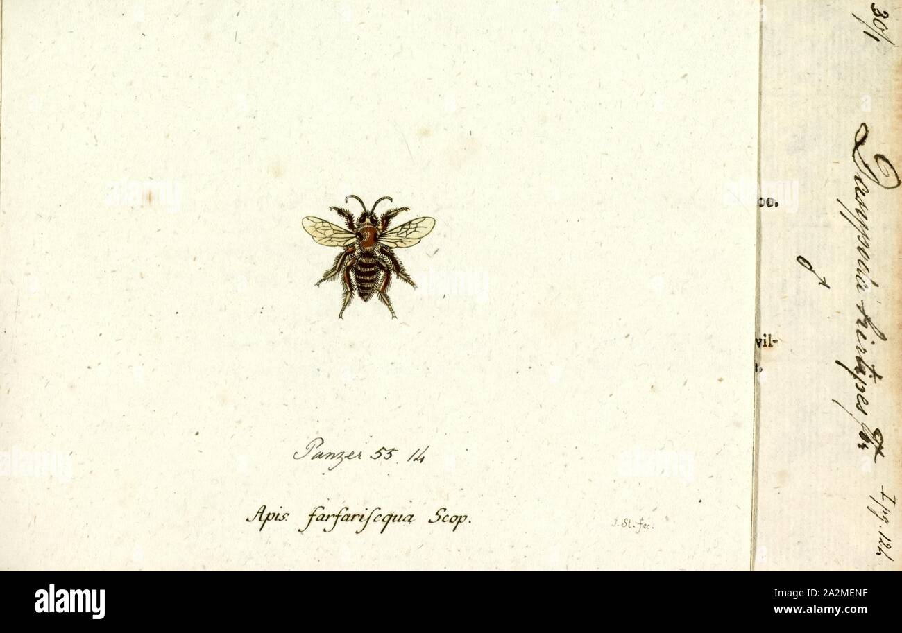 Dasypoda, Print, Dasypoda is a genus of bees in the family Melittidae Stock Photo