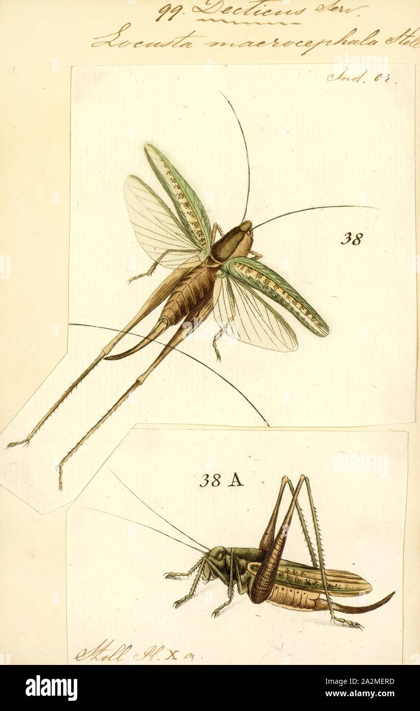 Decticus, Print, Decticus is a genus of bush-cricket in the family Tettigoniidae Stock Photo