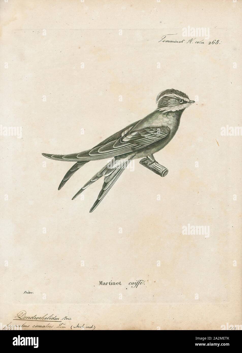 Dendrochelidon comata, Print, 1700-1880 Stock Photo