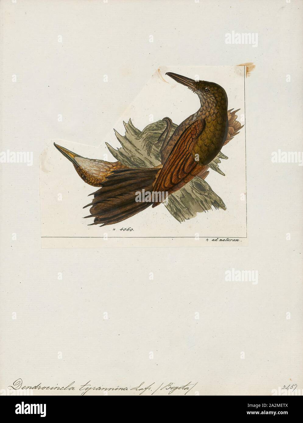 Dendrocincla tyrannina, Print, The tyrannine woodcreeper (Dendrocincla tyrannina) is a species of bird in the Furnariidae family. It is found in Bolivia, Colombia, Ecuador, Peru, and Venezuela. Its natural habitat is subtropical or tropical moist montane forests., 1820-1860 Stock Photo