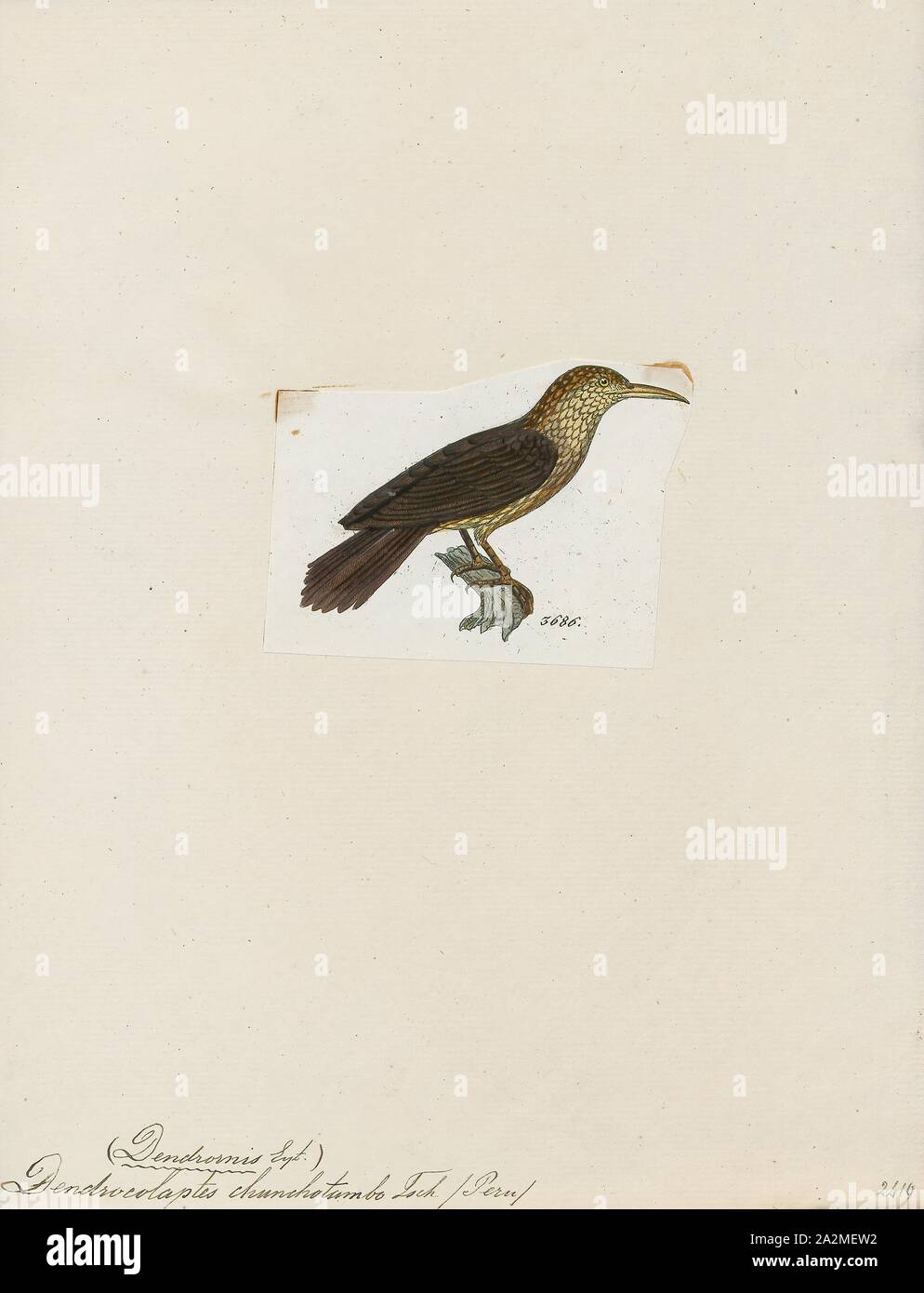 Dendrocolaptes chunchotambo, Print, Dendrocolaptes is a genus of Neotropical birds in the Dendrocolaptinae subfamily., 1820-1860 Stock Photo
