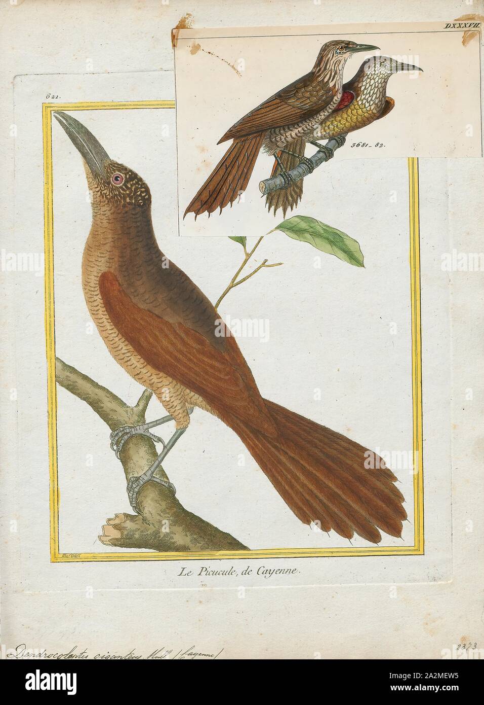 Dendrocolaptes giganteus, Print, Dendrocolaptes is a genus of Neotropical birds in the Dendrocolaptinae subfamily., 1700-1880 Stock Photo