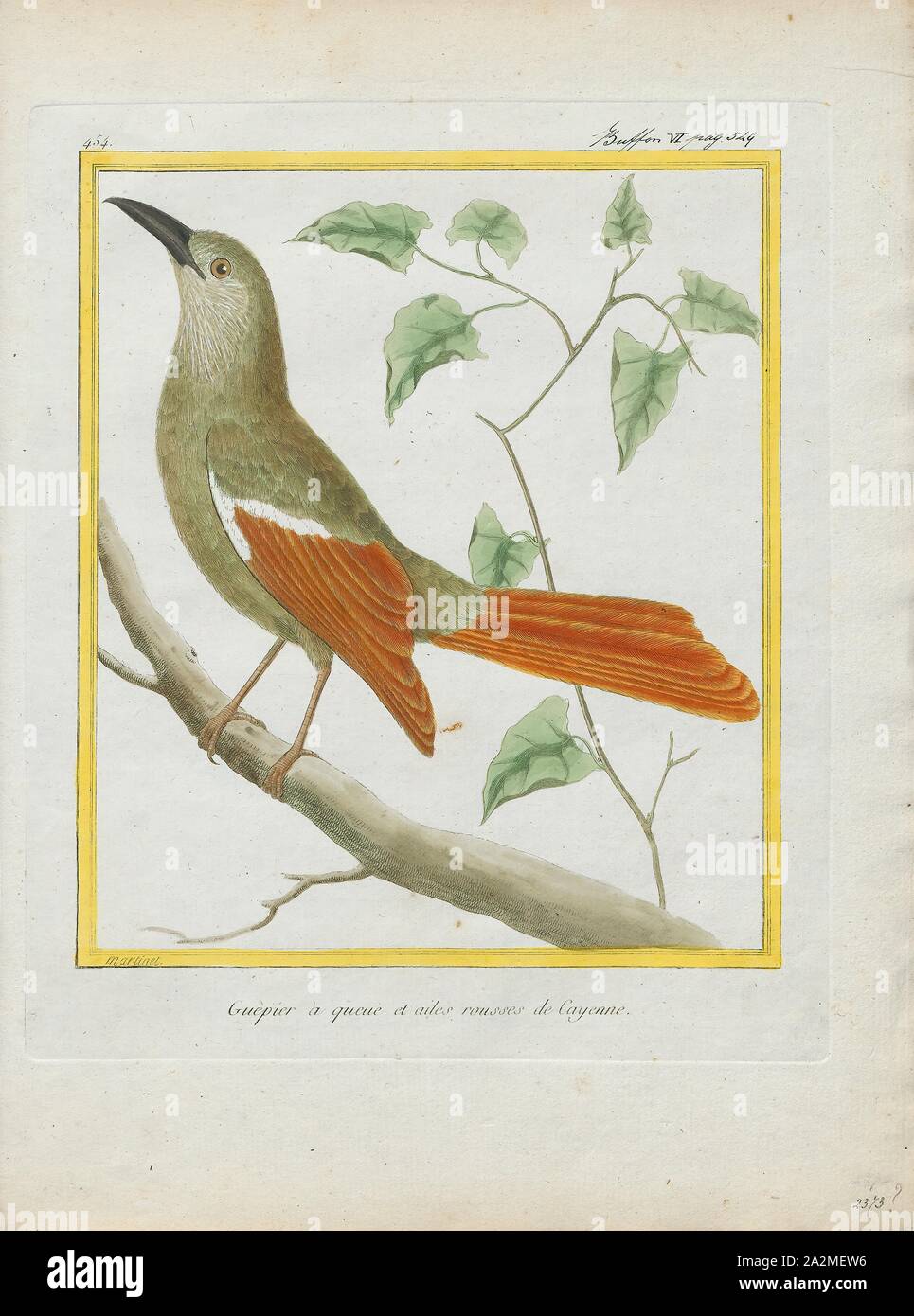 Dendrocolaptes giganteus, Print, Dendrocolaptes is a genus of Neotropical birds in the Dendrocolaptinae subfamily., 1700-1880 Stock Photo