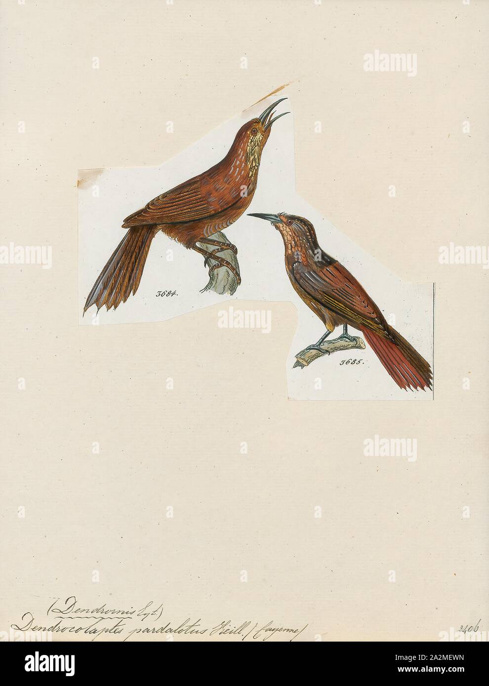 Dendrocolaptes pardalotus, Print, Dendrocolaptes is a genus of Neotropical birds in the Dendrocolaptinae subfamily., 1820-1860 Stock Photo