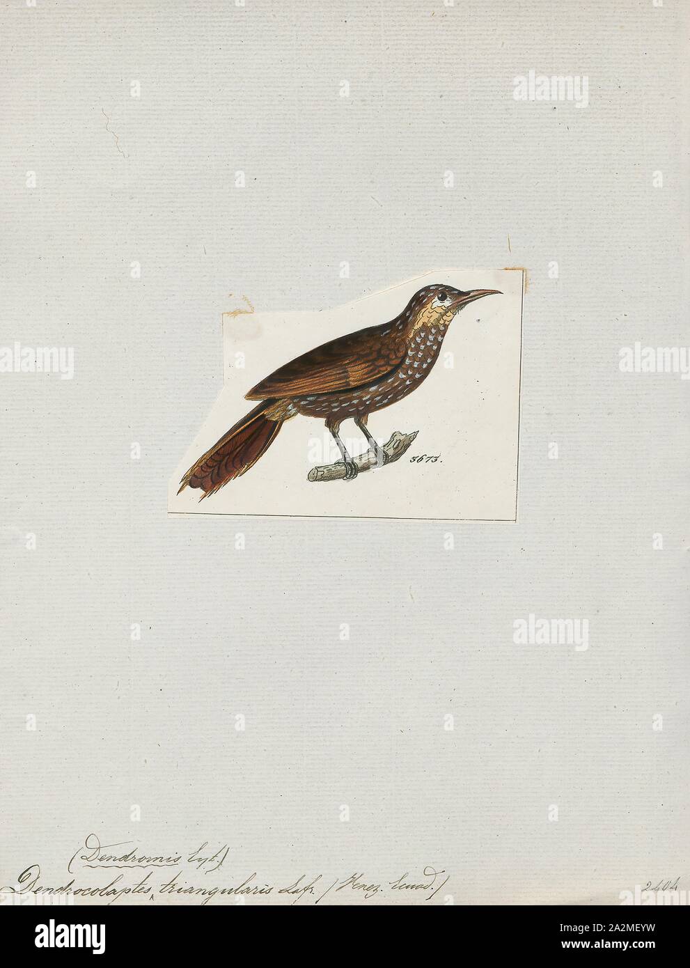 Dendrocolaptes triangularis, Print, Dendrocolaptes is a genus of Neotropical birds in the Dendrocolaptinae subfamily., 1820-1860 Stock Photo
