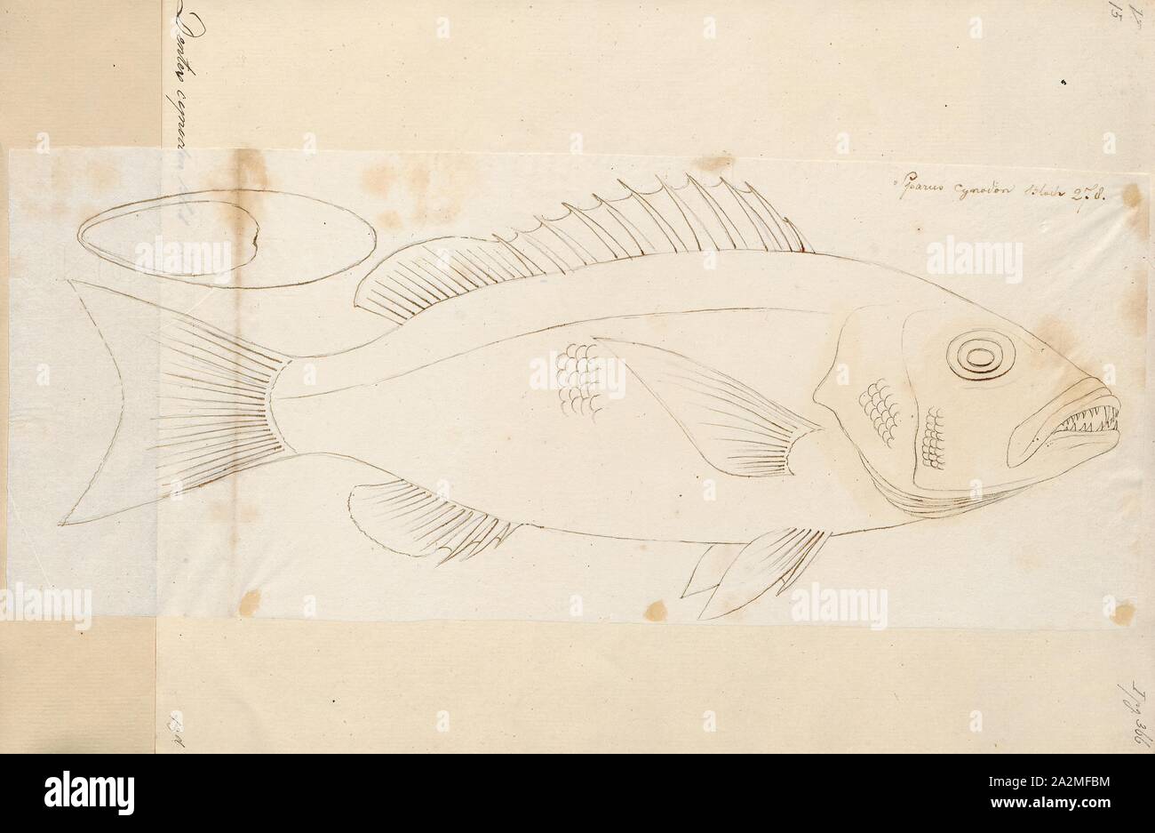 Dentex cynodon, Print, 1774-1804 Stock Photo