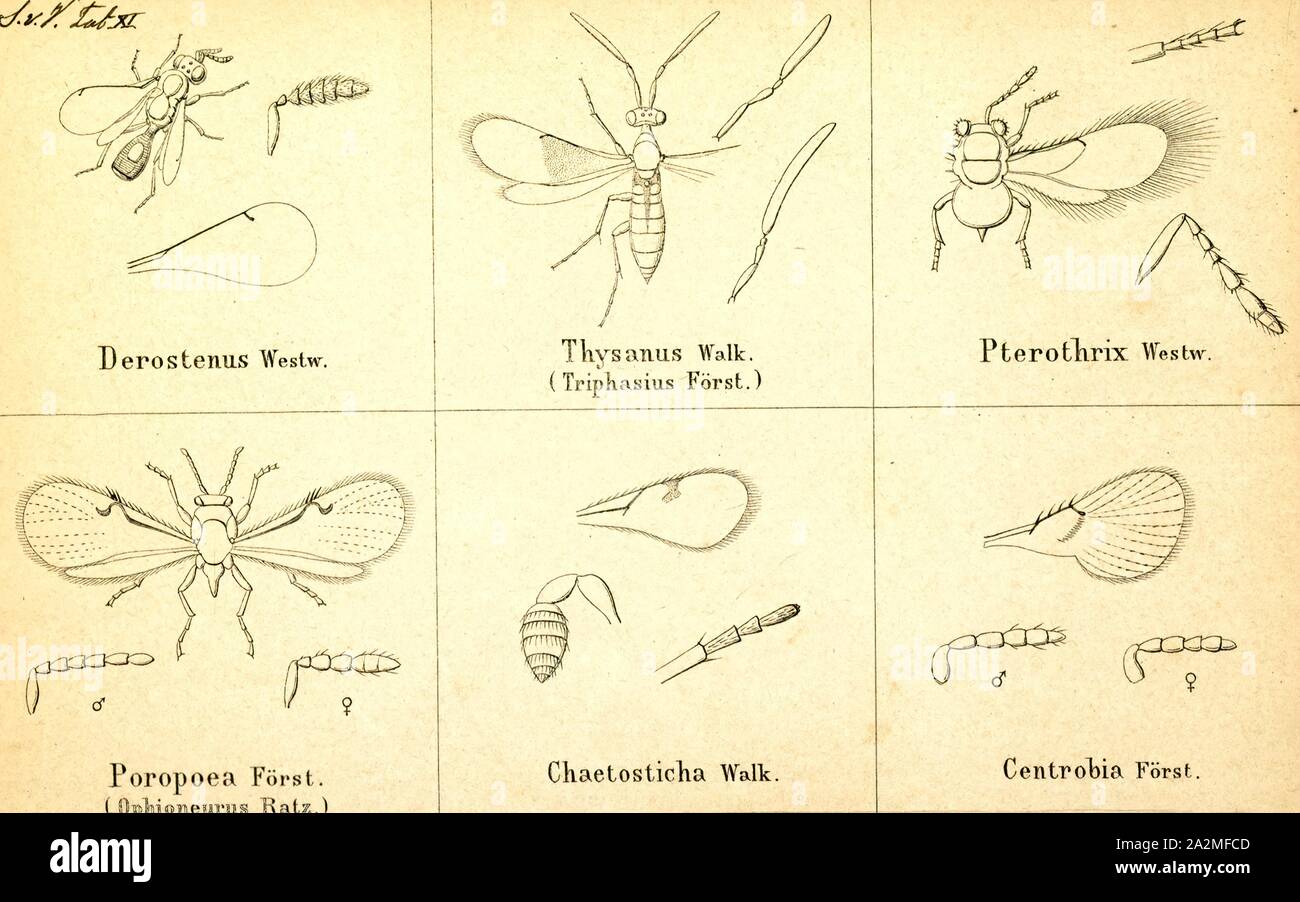 Derostenus, Print, Derostenus is a genus of hymenopteran insects of the family Eulophidae Stock Photo