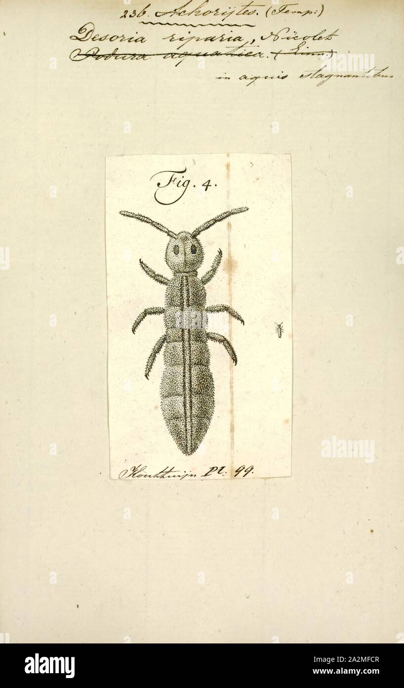 Springtails hi-res stock photography and images - Alamy