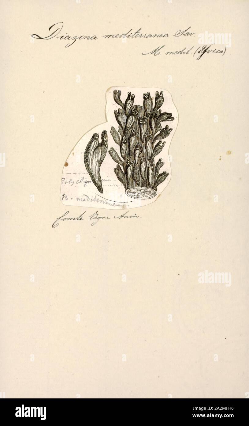 Diazona mediterranea, Print, Diazona is a genus of tunicates, in the family Diazonidae Stock Photo