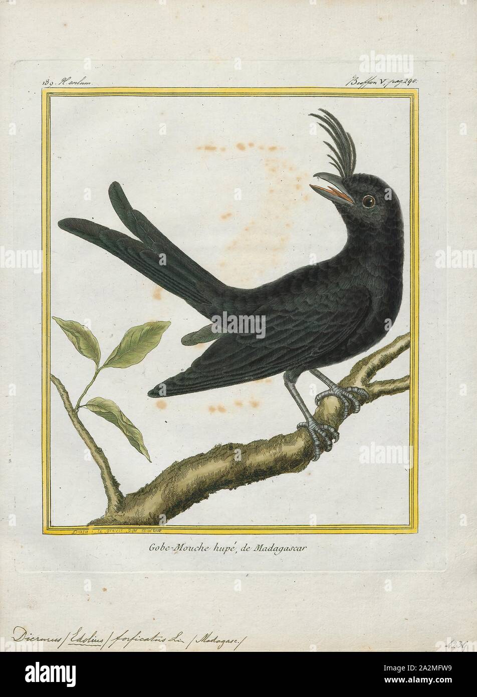 Dicrurus forficatus, Print, The crested drongo (Dicrurus forficatus) is a passerine bird in the family Dicruridae. It is black with a bluish-green sheen, a distinctive crest on the forehead and a forked tail. There are two subspecies; D. f. forficatus is endemic to Madagascar and D. f. potior, which is larger, is found on the Comoro Islands. Its habitat is lowland forests, both dry and humid, and open savannah country. It is a common bird and the IUCN has listed it as 'least concern'., 1700-1880 Stock Photo