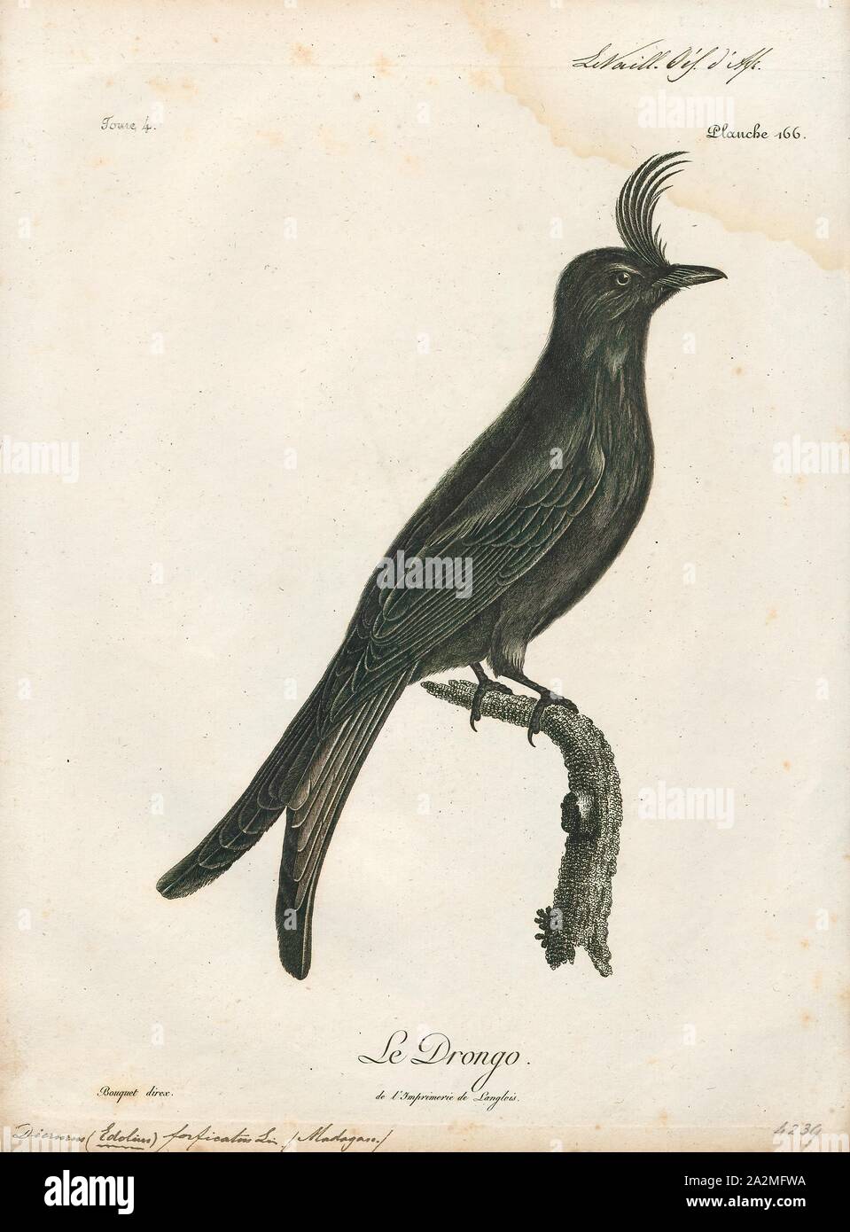 Dicrurus forficatus, Print, The crested drongo (Dicrurus forficatus) is a passerine bird in the family Dicruridae. It is black with a bluish-green sheen, a distinctive crest on the forehead and a forked tail. There are two subspecies; D. f. forficatus is endemic to Madagascar and D. f. potior, which is larger, is found on the Comoro Islands. Its habitat is lowland forests, both dry and humid, and open savannah country. It is a common bird and the IUCN has listed it as 'least concern'., 1796-1808 Stock Photo