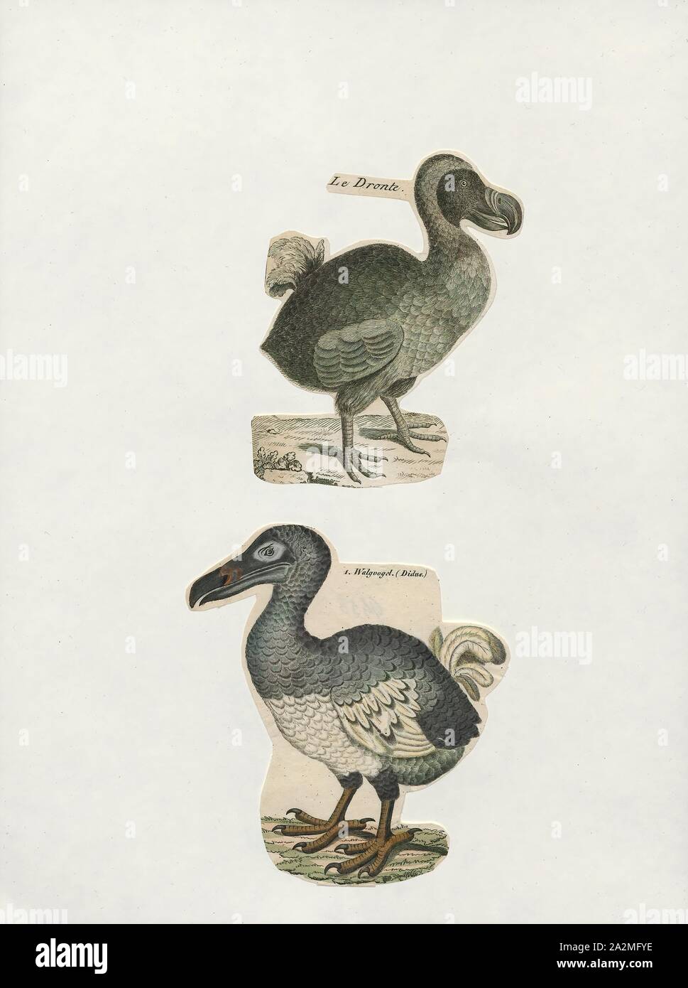 Didus ineptus, Print, The dodo (Raphus cucullatus) is an extinct flightless bird that was endemic to the island of Mauritius, east of Madagascar in the Indian Ocean. The dodo's closest genetic relative was the also-extinct Rodrigues solitaire, the two forming the subfamily Raphinae of the family of pigeons and doves. The closest living relative of the dodo is the Nicobar pigeon. A white dodo was once thought to have existed on the nearby island of Réunion, but this is now thought to have been confusion based on the Réunion ibis and paintings of white dodos., 1700-1880 Stock Photo