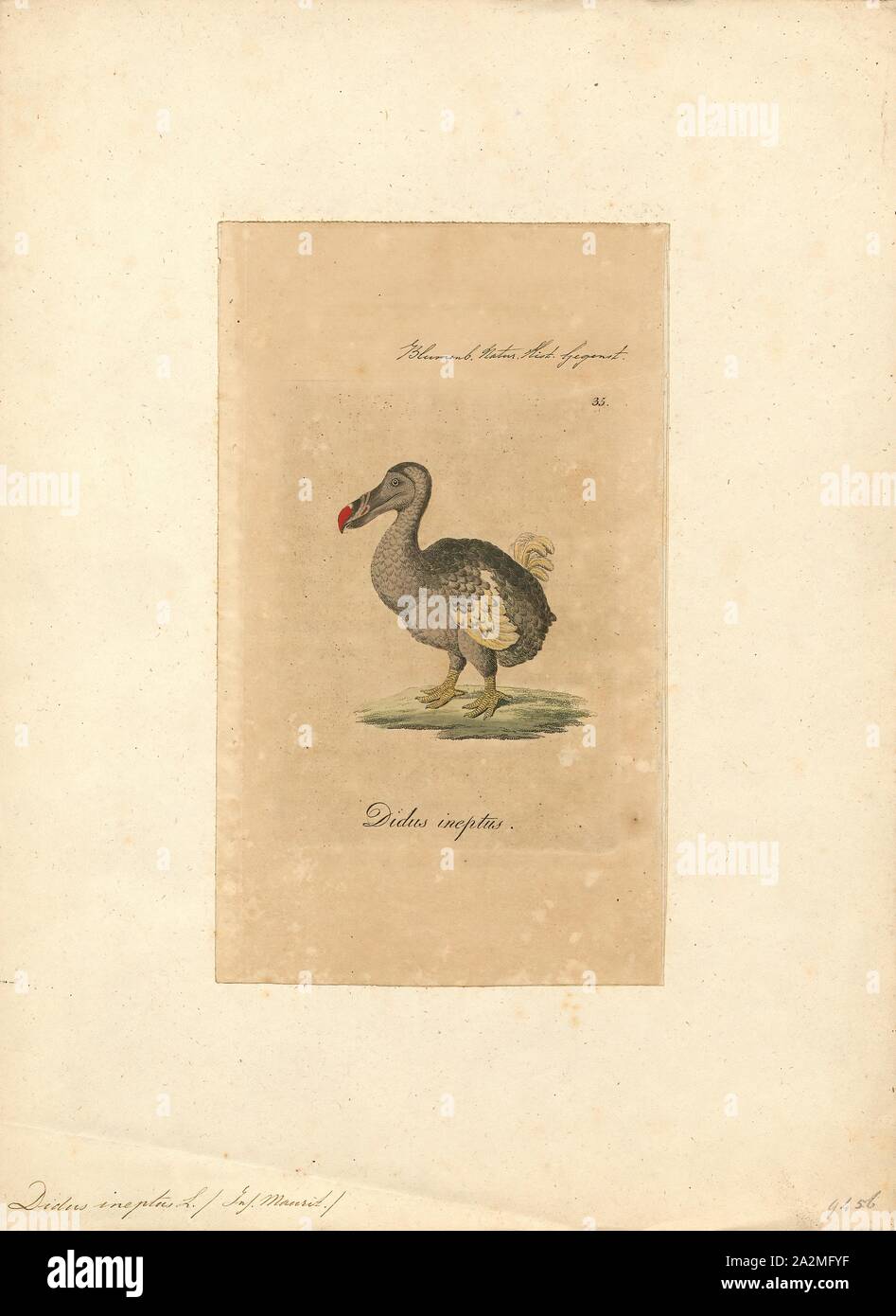 Didus ineptus, Print, The dodo (Raphus cucullatus) is an extinct flightless bird that was endemic to the island of Mauritius, east of Madagascar in the Indian Ocean. The dodo's closest genetic relative was the also-extinct Rodrigues solitaire, the two forming the subfamily Raphinae of the family of pigeons and doves. The closest living relative of the dodo is the Nicobar pigeon. A white dodo was once thought to have existed on the nearby island of Réunion, but this is now thought to have been confusion based on the Réunion ibis and paintings of white dodos., 1810 Stock Photo