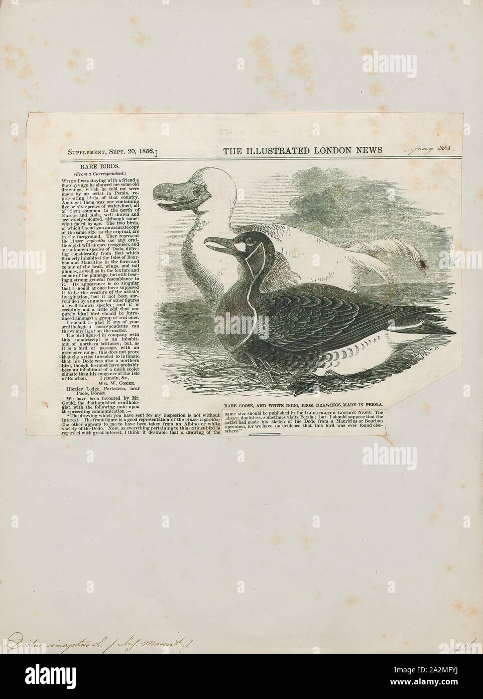 Didus ineptus, Print, The dodo (Raphus cucullatus) is an extinct flightless bird that was endemic to the island of Mauritius, east of Madagascar in the Indian Ocean. The dodo's closest genetic relative was the also-extinct Rodrigues solitaire, the two forming the subfamily Raphinae of the family of pigeons and doves. The closest living relative of the dodo is the Nicobar pigeon. A white dodo was once thought to have existed on the nearby island of Réunion, but this is now thought to have been confusion based on the Réunion ibis and paintings of white dodos., 1856 Stock Photo